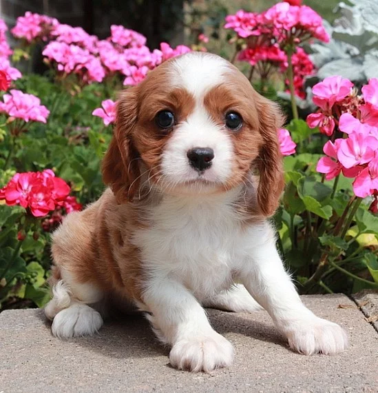 Štěňata kavalíra King Charles Spaniel s PP