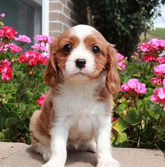 Štěňata kavalíra King Charles Spaniel s PP