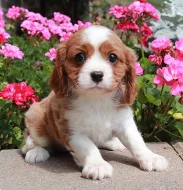 Štěňata kavalíra King Charles Spaniel s PP