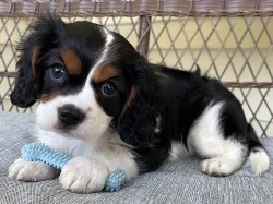 Kavalír King Charles španěl, krásná štěňátka.