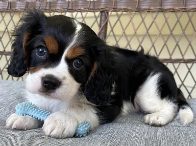 Kavalír King Charles španěl, krásná štěňátka.