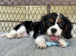 Kavalír King Charles španěl, krásná štěňátka.