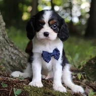 Kavalír King Charles španěl, krásná štěňátka.