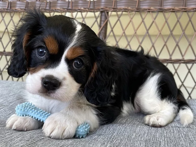 Kavalír King Charles španěl, krásná štěňátka.