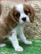 Psi a štěňata Kavalír King Charles španěl