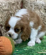 Psi a štěňata Kavalír King Charles španěl