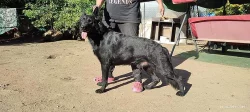 Německý ovčák krásná mohutná štěńátka