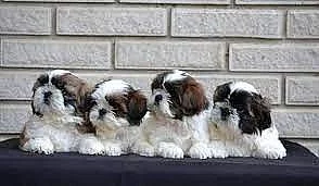 Krásná Shi-Tzu / FCI