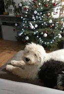 Bobtail