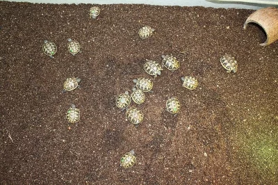 Suchozemská Želva zelenavá (Testudo hermanni) - mláďata