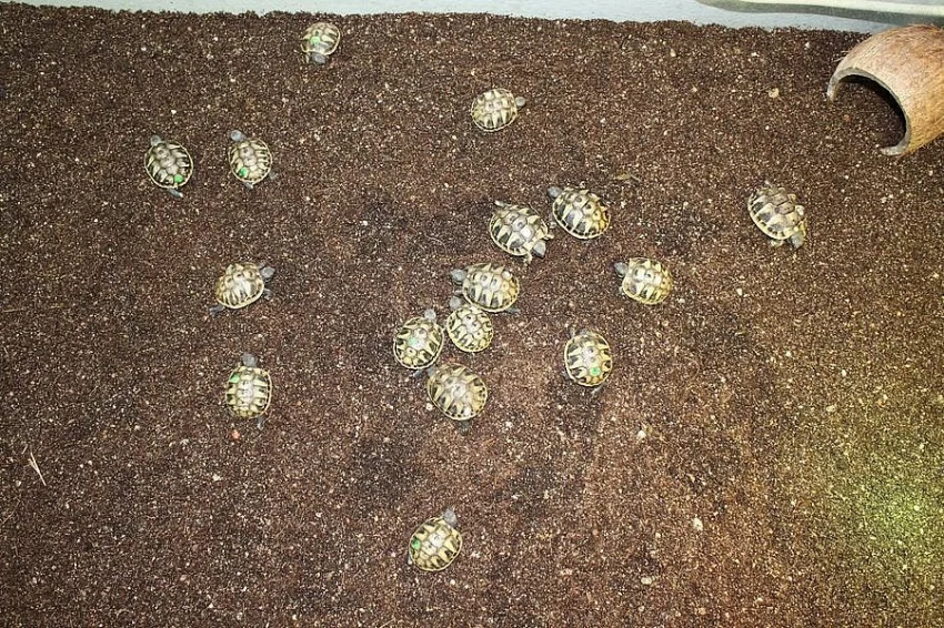 Suchozemská Želva zelenavá (Testudo hermanni) - mláďata