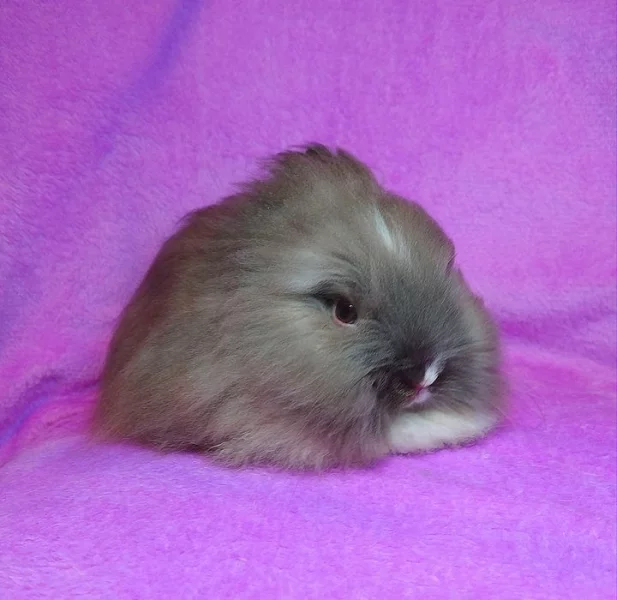 Zakrslí teddy králíčci