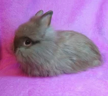 Zakrslí teddy králíčci