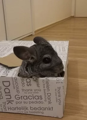 Daruji činčilku i s klecí