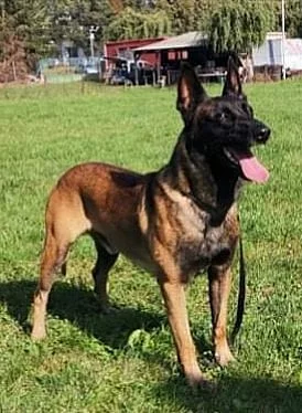 Krycí pes BO malinois