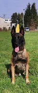 Krycí pes BO malinois