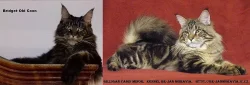 Luxusní mainská mývalí koťata s PP - prodej bez omezení