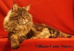 Luxusní mainská mývalí koťata s PP - prodej bez omezení