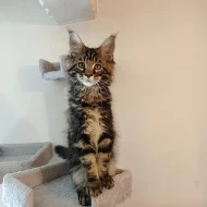 Luxusní mainská mývalí koťata s PP - prodej bez omezení