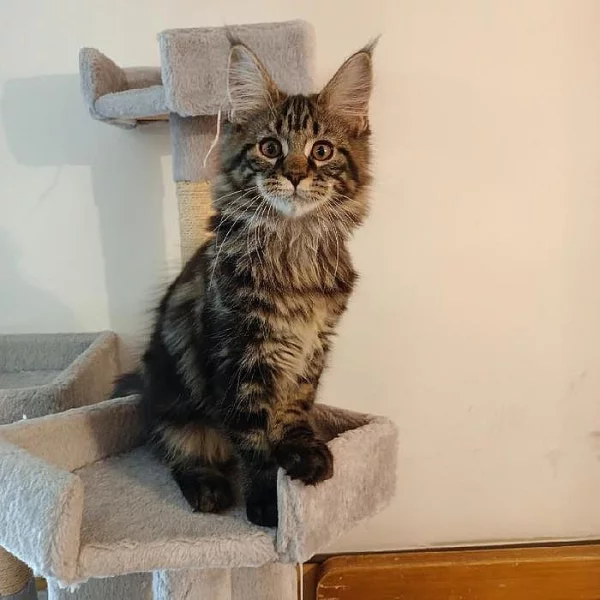 Luxusní mainská mývalí koťata s PP - prodej bez omezení