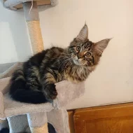 Luxusní mainská mývalí koťata s PP - prodej bez omezení