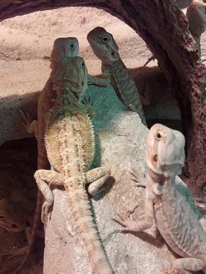 Agama australská(vousatá)