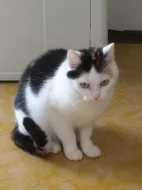Daruji kočičku Micku