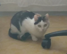 Daruji kočičku Micku