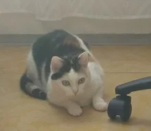 Daruji kočičku Micku