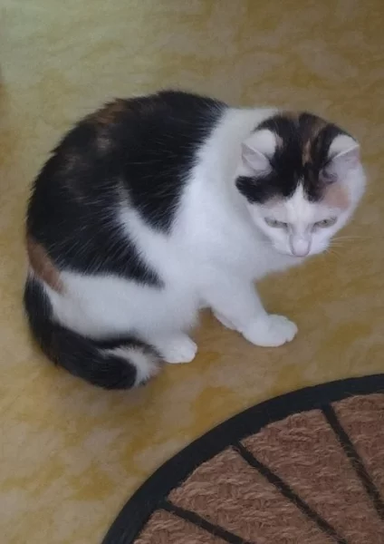 Daruji kočičku Micku