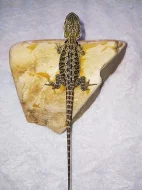 Agama vousata