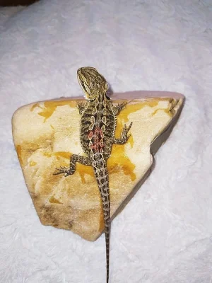 Agama vousata