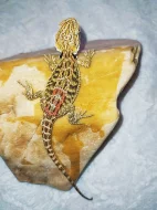 Agama vousata