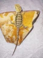 Agama vousata