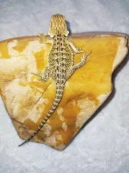 Agama vousata