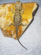 Agama vousata