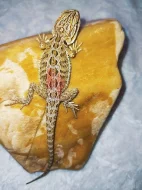 Agama vousata