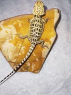 Agama vousata
