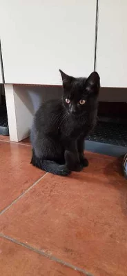 Daruji koťátko