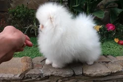 Německý špic~Německý špic