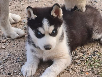 Štěňátka Sibiřský Husky/Sibiřský Husky fenky