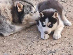 Štěňátka Sibiřský Husky/Sibiřský Husky fenky