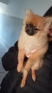 Pomeranian x chihuahua
