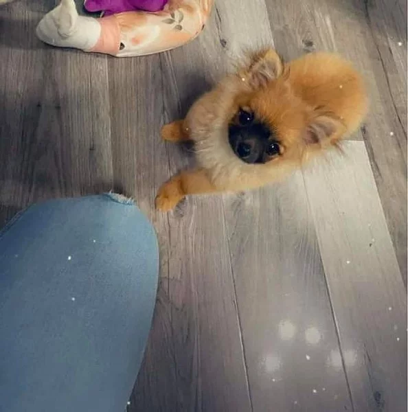 Pomeranian x chihuahua