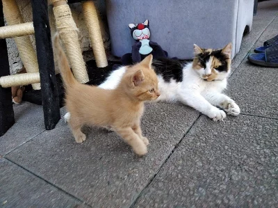 Daruji kocourky :)