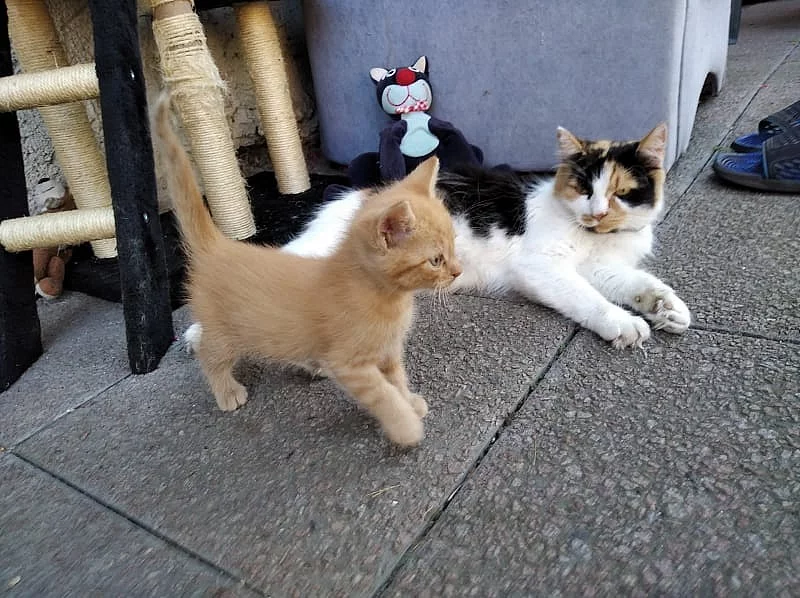 Daruji kocourky :)