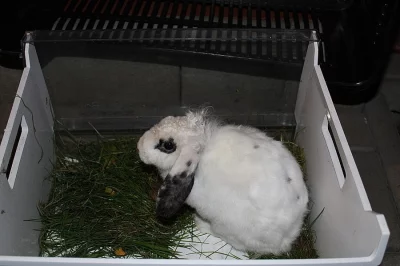 Daruji zakrslého králíčka