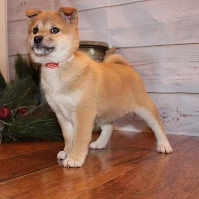 Prodám štěňata Shiba s PP (6 pejsci)