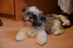 Prodám SHIH-TZU