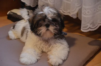 Prodám SHIH-TZU